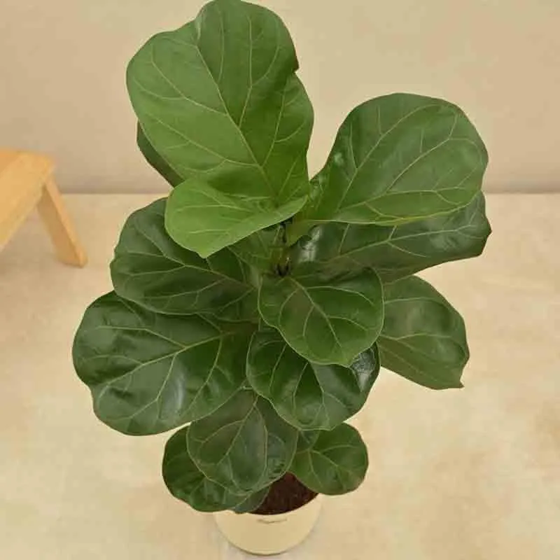 Ugaoo Fiddle Leaf Fig Plant - Bambino (Large) media 5