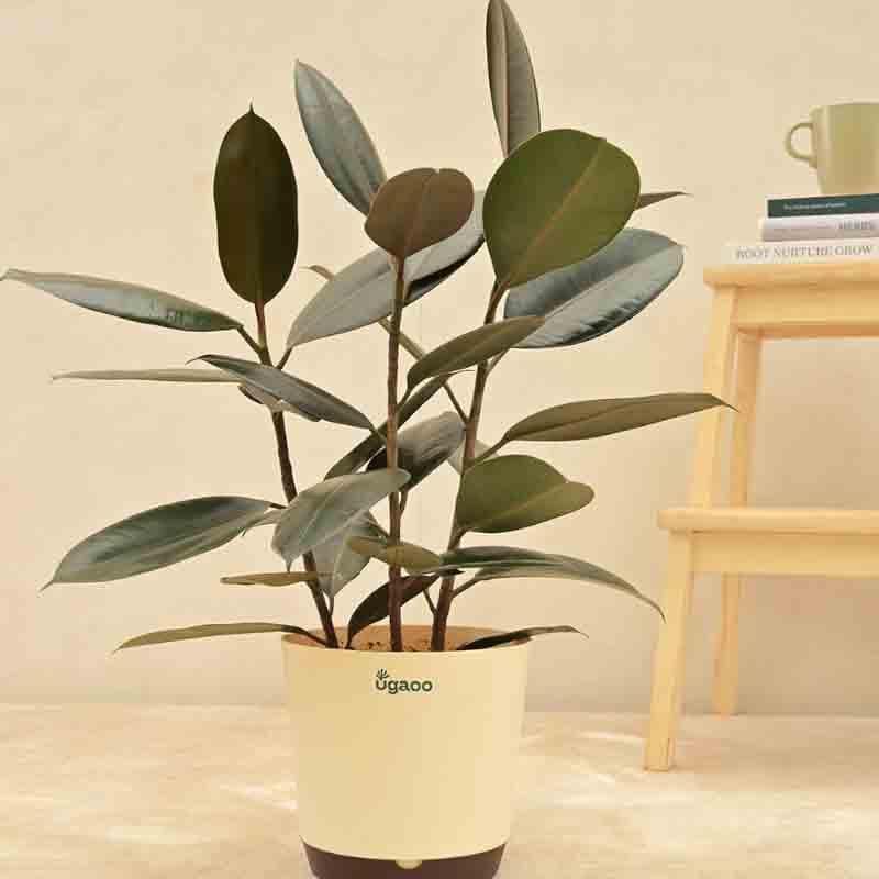 Ugaoo Rubber Plant - Large media 4