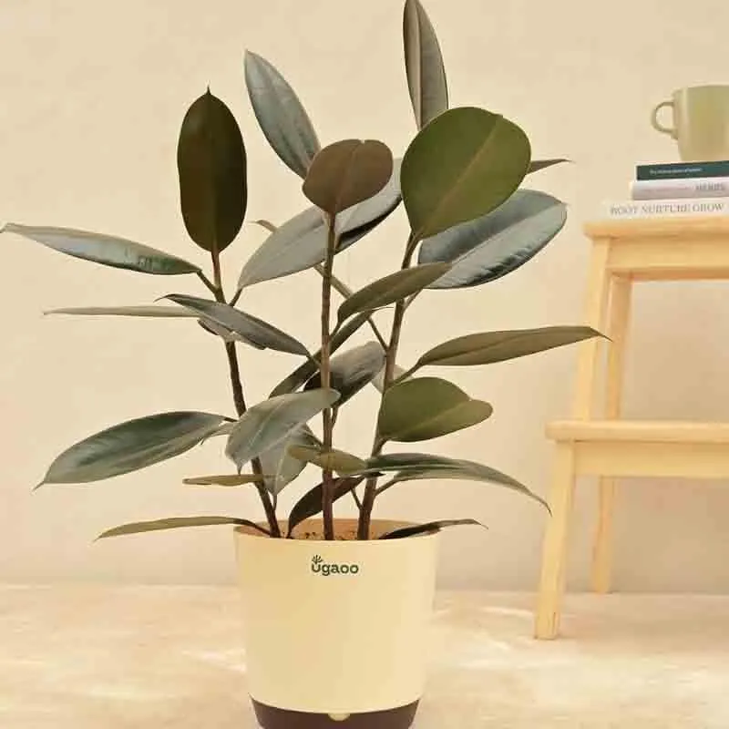 Ugaoo Rubber Plant - Large media 4