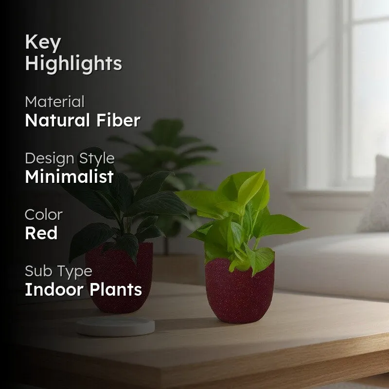 Greenkin Lily & Golden Pothos Live Plants (Red) - Set Of Two media 2