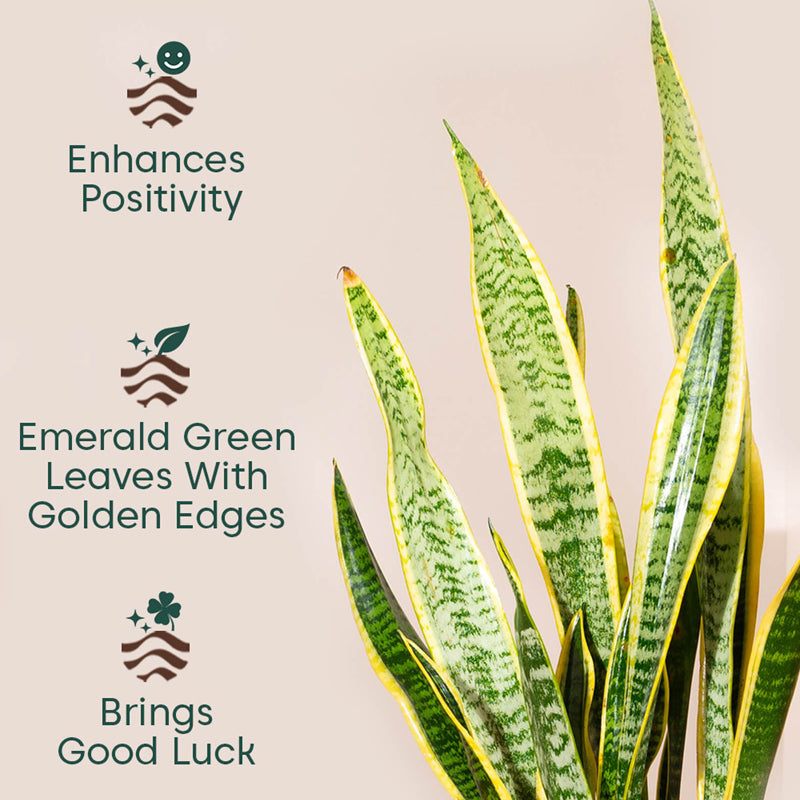 Kyari Sansevieria Zeylanica Golden Plant With Metal Self Watering Pot (Yellow) media 4