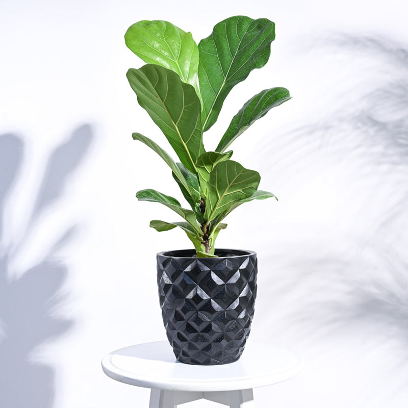 UGAOO Planter Heraldry Vase Taper Round - Black media 3