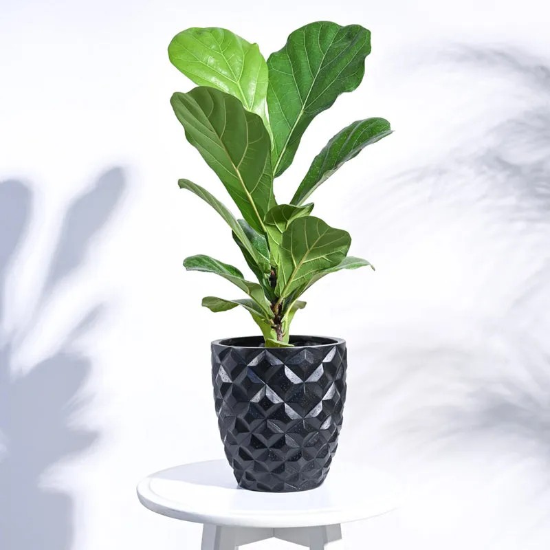 Green plant placed inside a black tapered round geometric planter