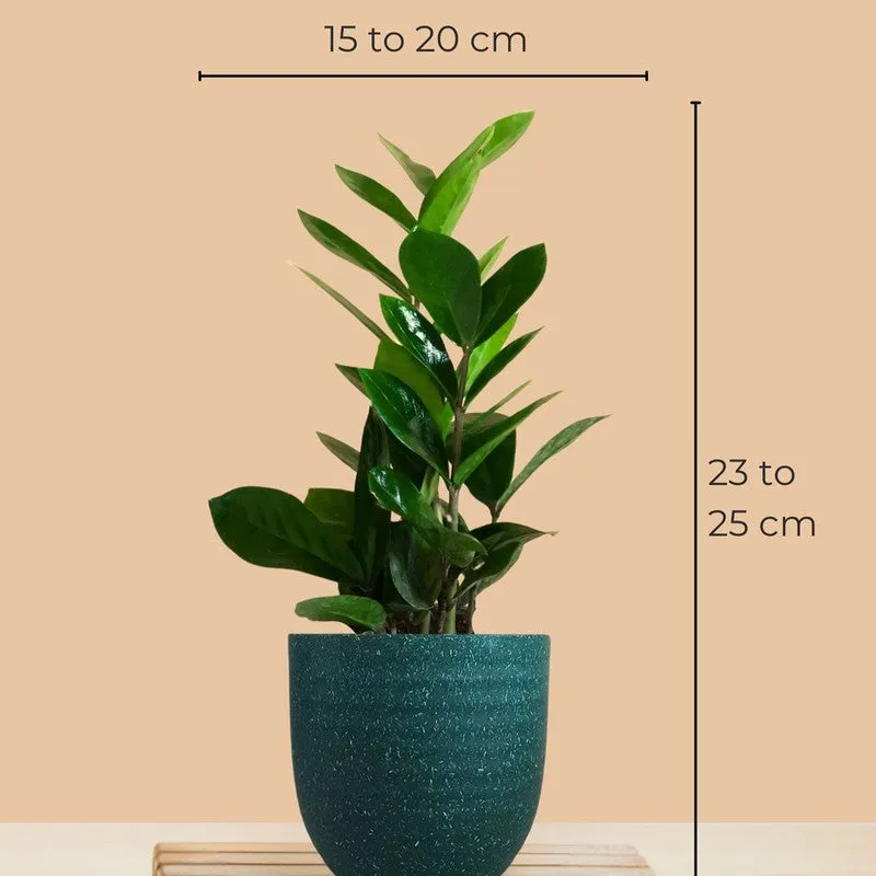 Greenkin ZZ & Njoy Live Plants (Green) - Set Of Two media 9