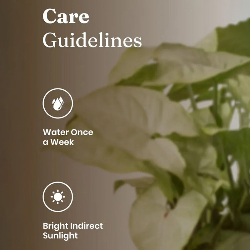 Kyari Syngonium Pixie Plant With Self Watering Pot (White) - 18 cm media 4