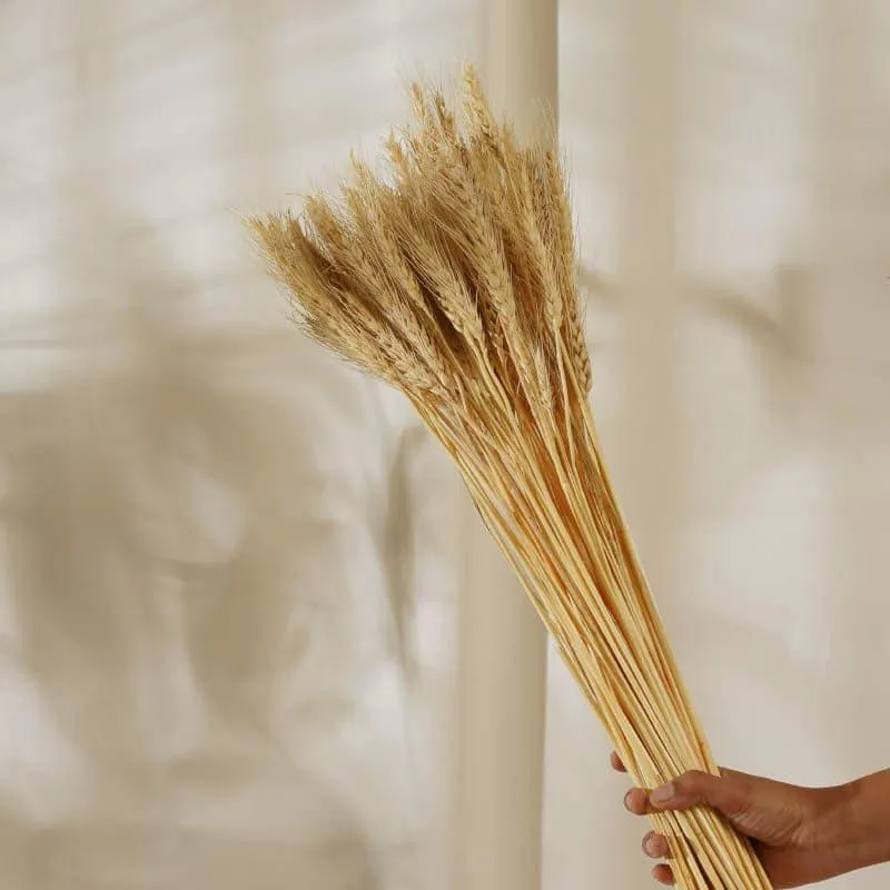 Dried Wheat Stems (60 cms) - Yellow media 4