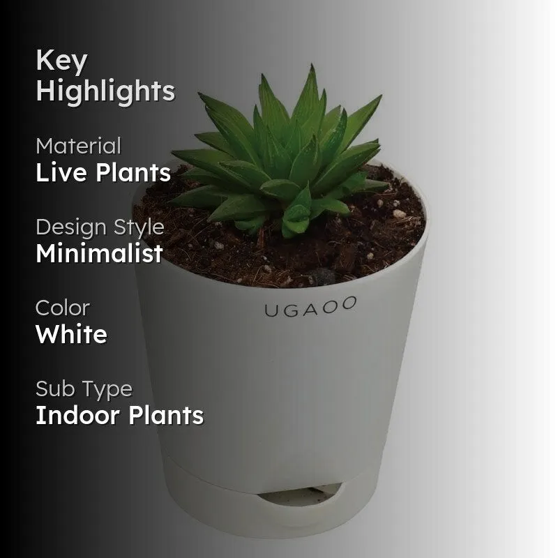 Ugaoo Haworthia Turgida media 2