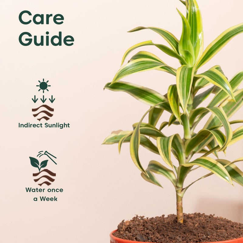 Kyari Song Of India Plant with Self Watering Pot - Orange media 5