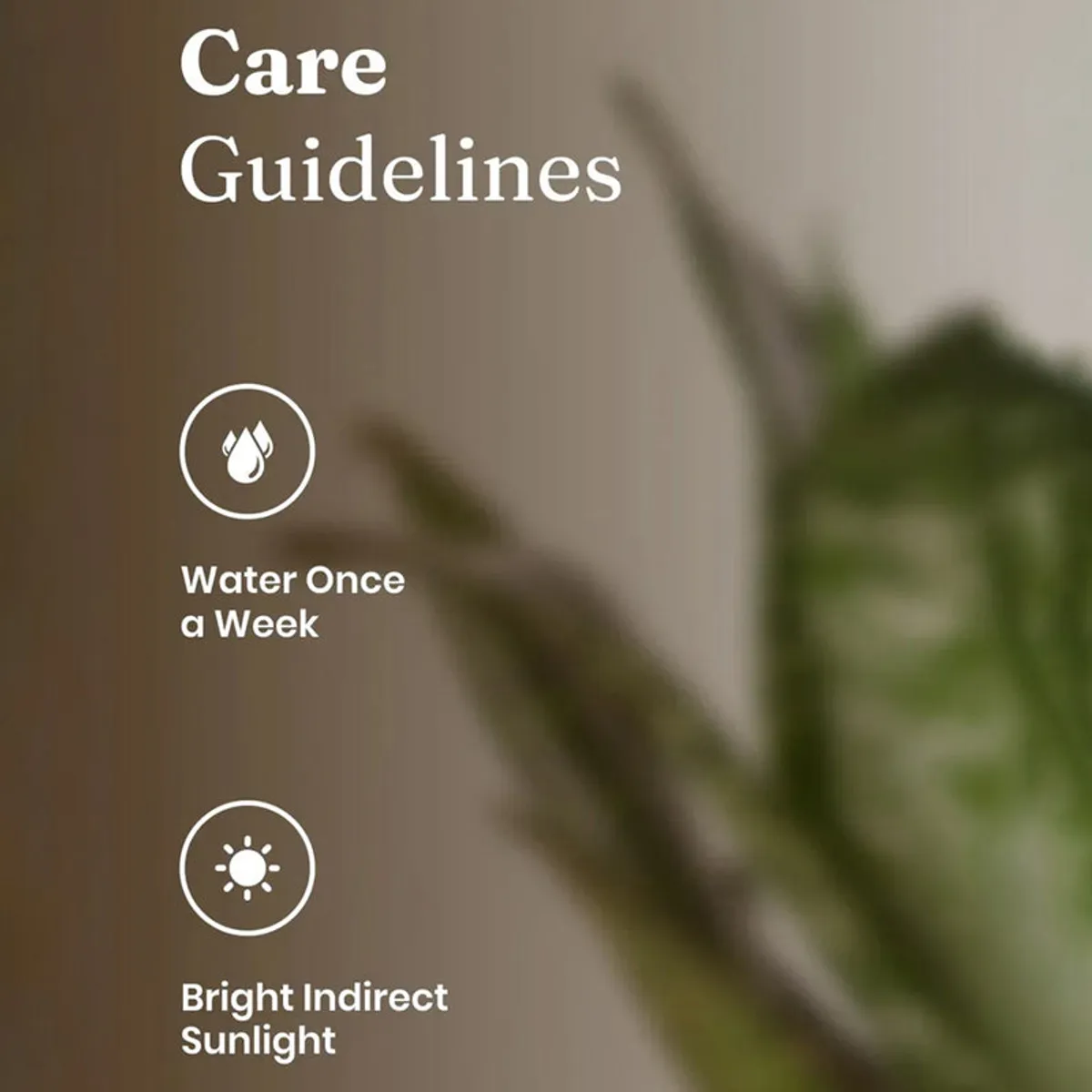 Sansevieria plant and pot shown with care-guideline text