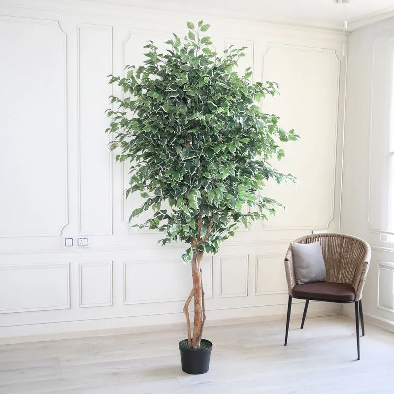 Urban Jungle Artifcial Plant With Black Plastic Pot - 7.4 ft media 4