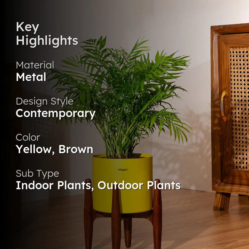 Kyari Areca Palm With Metal Self Watering Pot (Yellow) - 2.5 Feet media 2