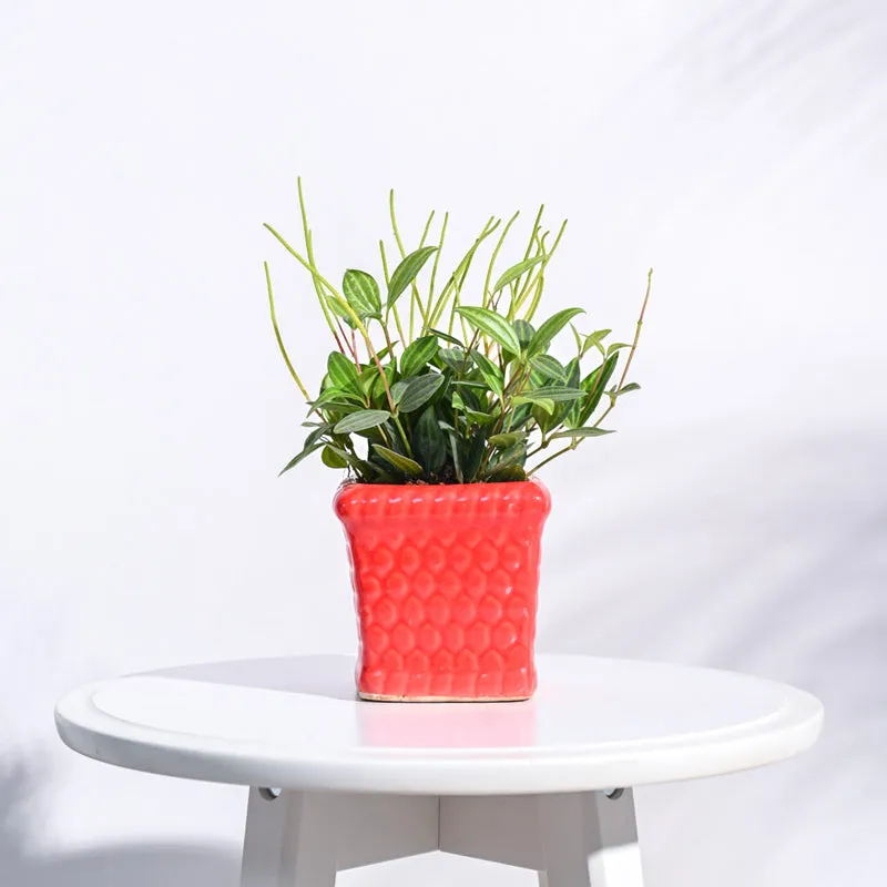 Ugaoo Honeycomb Red Ceramic Pot media 3