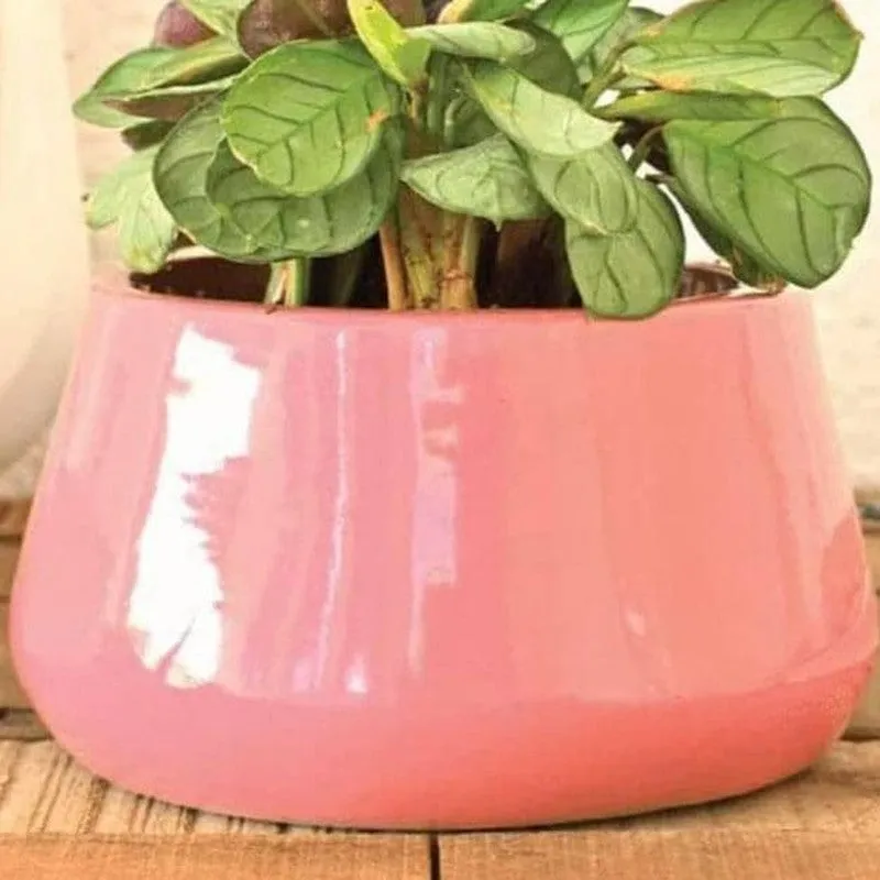 Ugaoo Tulip Fantasy Ceramic Planter (16 CM) - Magenta media 4