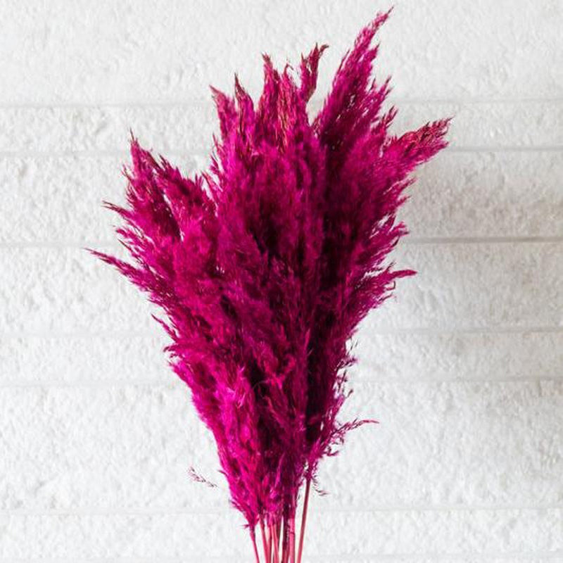 Sittora Pampas Stick (Wine) - Set Of Ten media 4