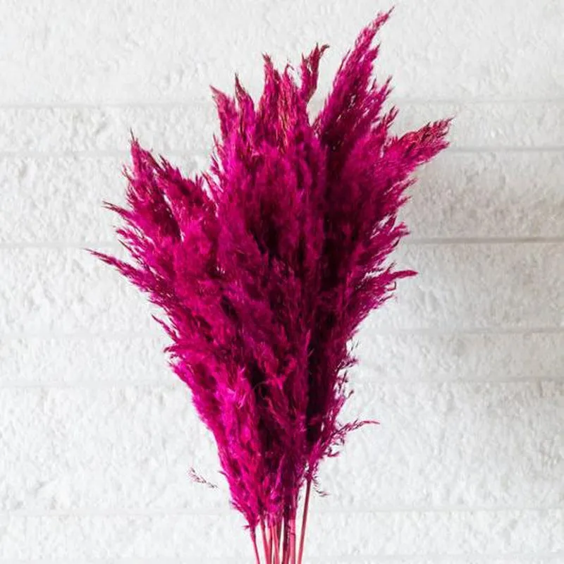 Sittora Pampas Stick (Wine) - Set Of Ten media 4