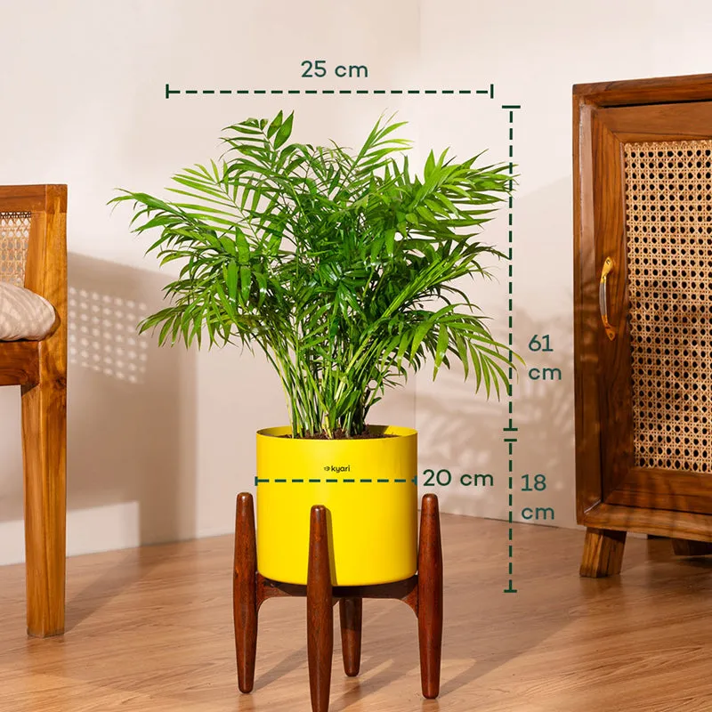 Kyari Areca Palm With Metal Self Watering Pot (Yellow) - 2.5 Feet media 5