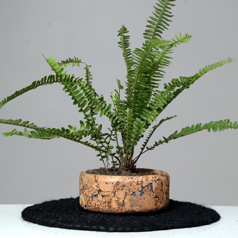 Coastal Cork Planter media 4