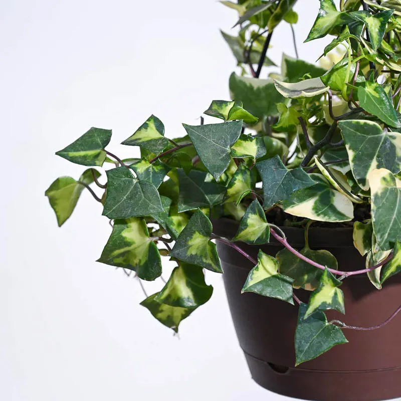 Ugaoo English Ivy Variegated In Hanging Planter media 7