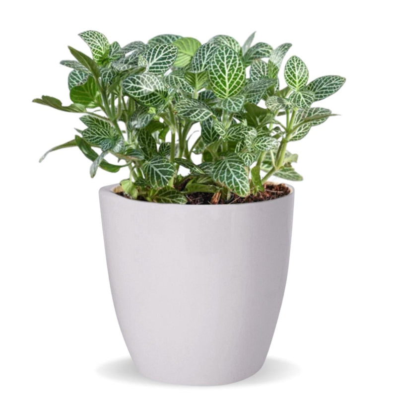 Alva White Planter media 3