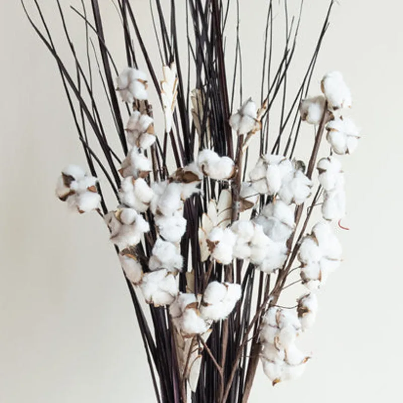 Zenora Dried Cotton Bunch media 5