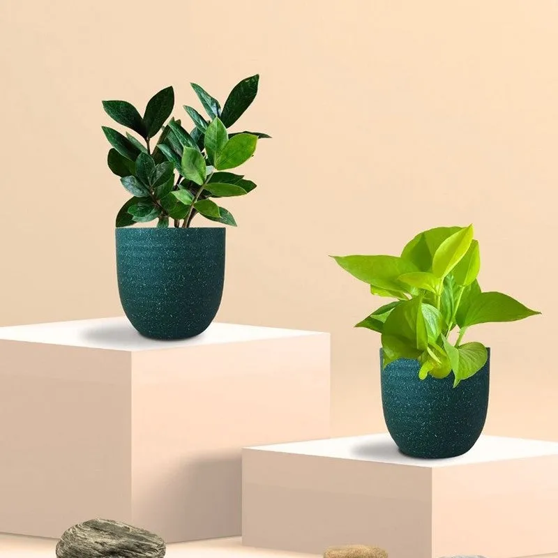 Greenkin Golden Pothos Live Plants (Green) - Set Of Two media 3
