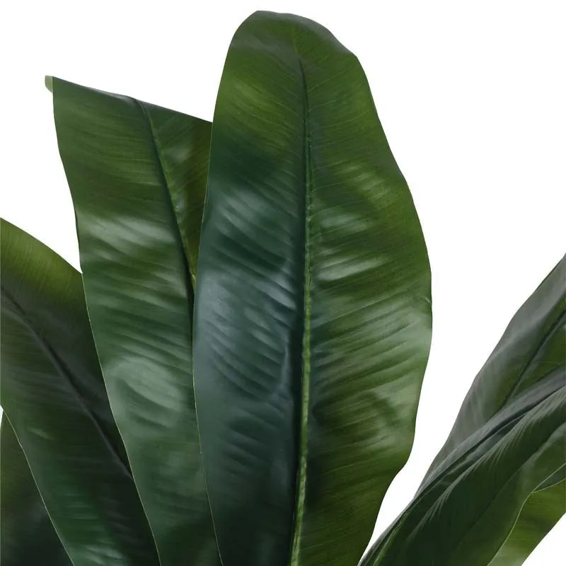 FreshForm Banana Plant With Black Fiber Pot - 4.3 Feet media 6
