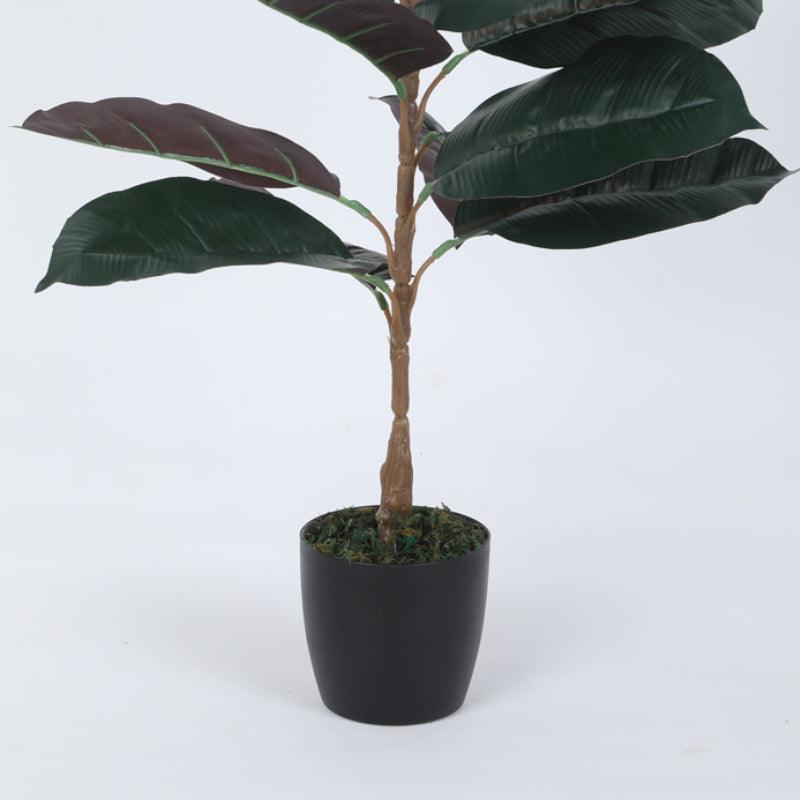 Faux Red Rubber Plant With Black Plastic Pot - 2.46 ft media 4