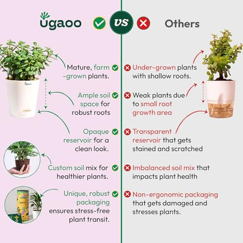 Ugaoo Jade Mini Plant-Small media 9