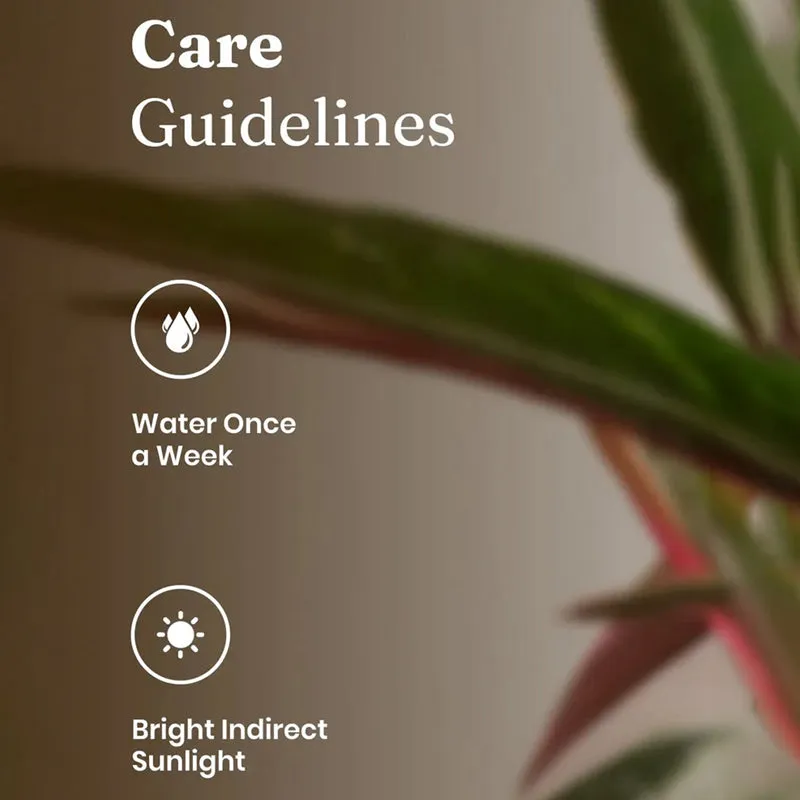 Kyari Calathea Plant With Self Watering Pot (Grey) - 18 cm media 5