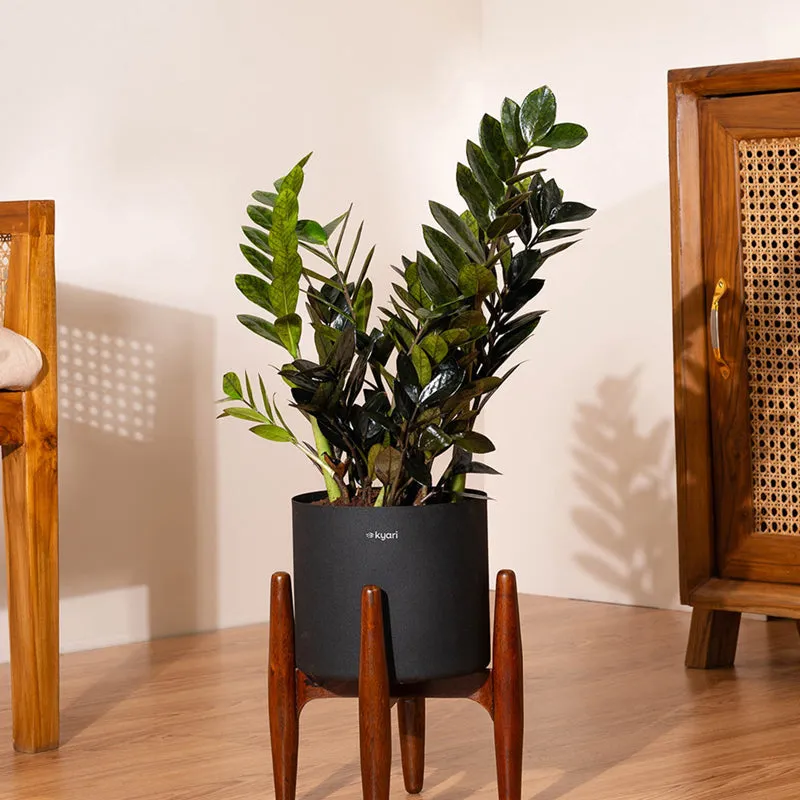 Kyari Black ZZ Plant With Metal Self Watering Pot (Black) media 1