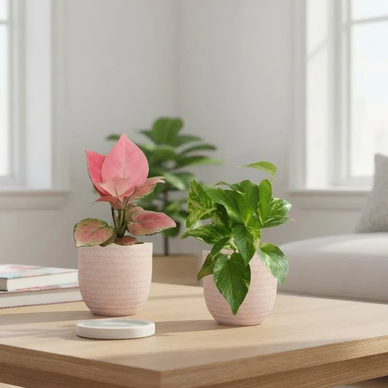 Greenkin Aglaonema Pink & Gold King Live Plants (Ivory) - Set Of Two media 1