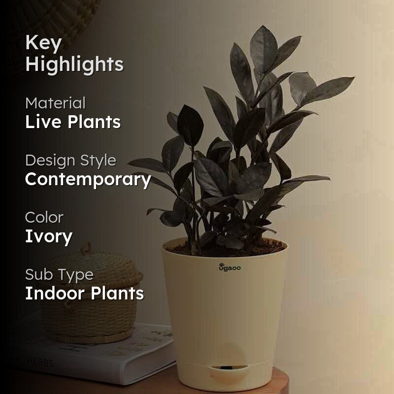 Ugaoo Zamia ZZ Black Plant media 2
