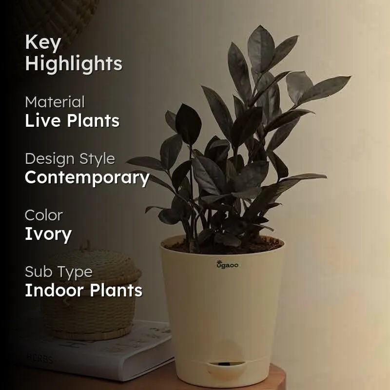 Ugaoo Zamia ZZ Black Plant media 2