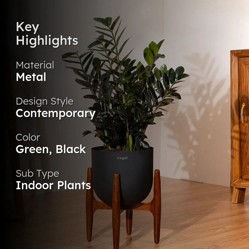 Kyari ZZ Plant With Metal Self Watering Pot (Black) - 2.4 Feet media 2