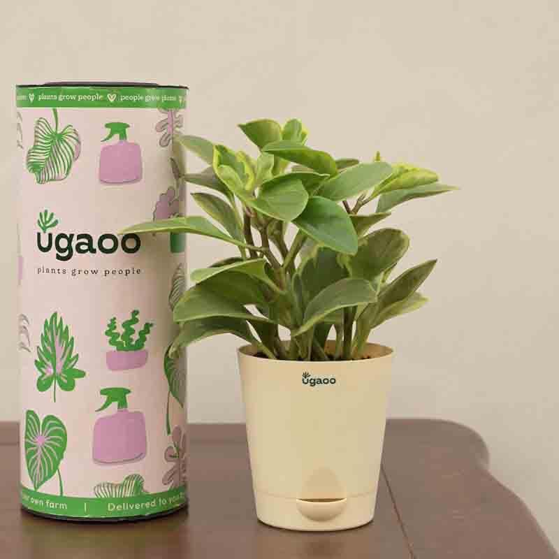 Live Plants