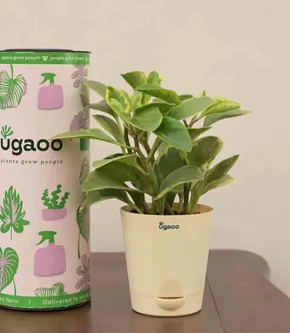 Live Plants