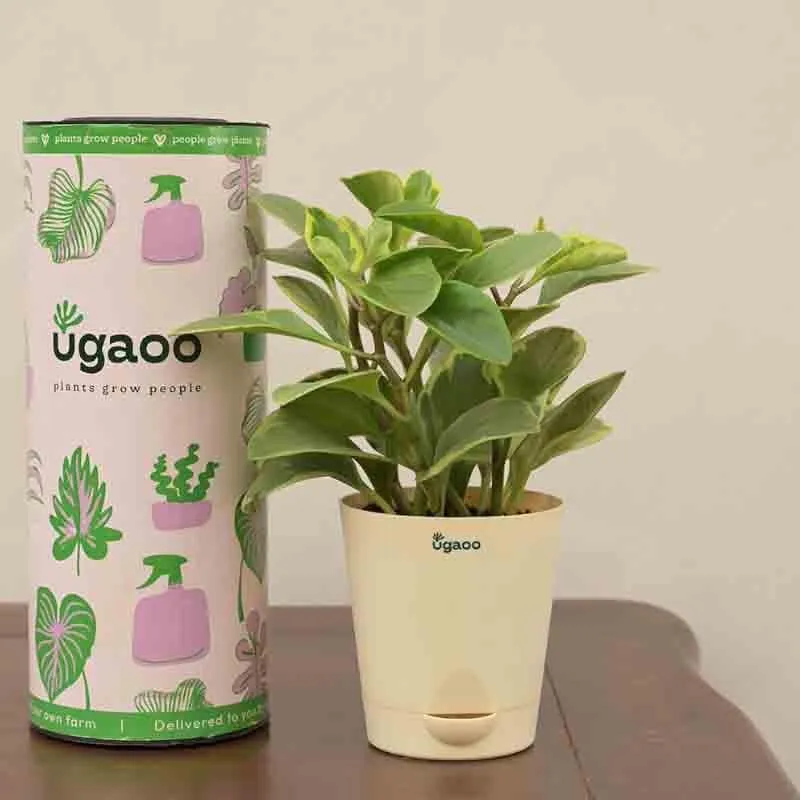 Ugaoo Peperomia Variegated Plant - Small media 1