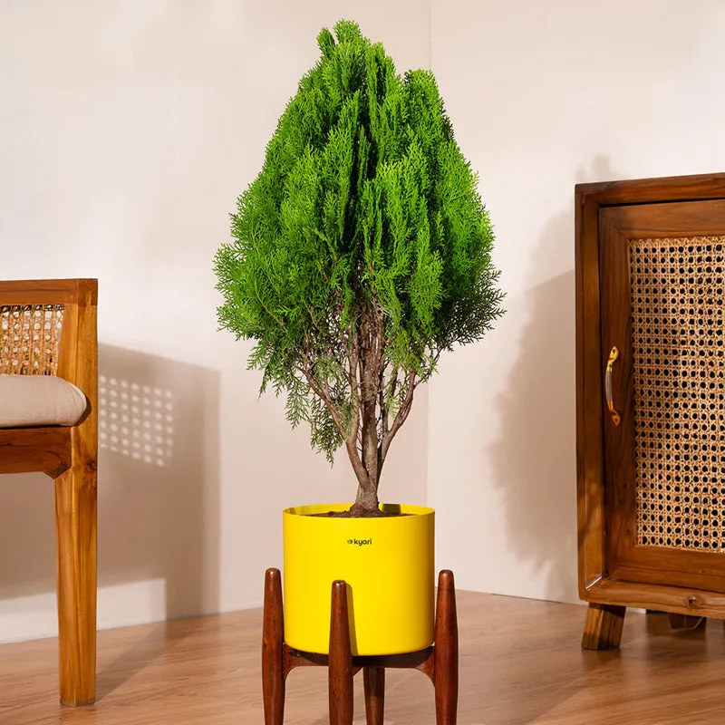 Kyari Thuja Plant With Metal Self Watering Pot (Yellow) - 2.5 Feet media 1