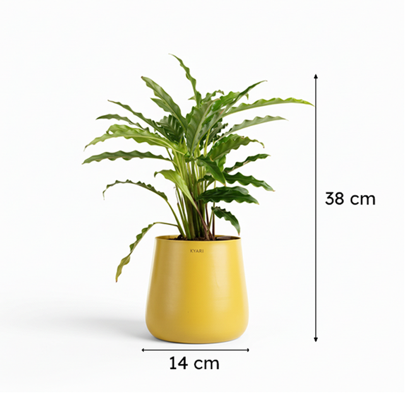 Kyari Calathea Rufibarba With Metal Self Watering Pot - Yellow media 9