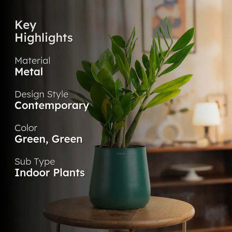 Kyari Zamia Plant With Metal Self Watering Pot (Green) - 1 Foot media 2