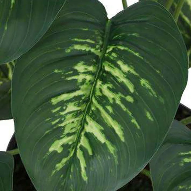 Evergreen Dieffenbachia Artificial Plant Without Pot - 2.3 Feet media 6