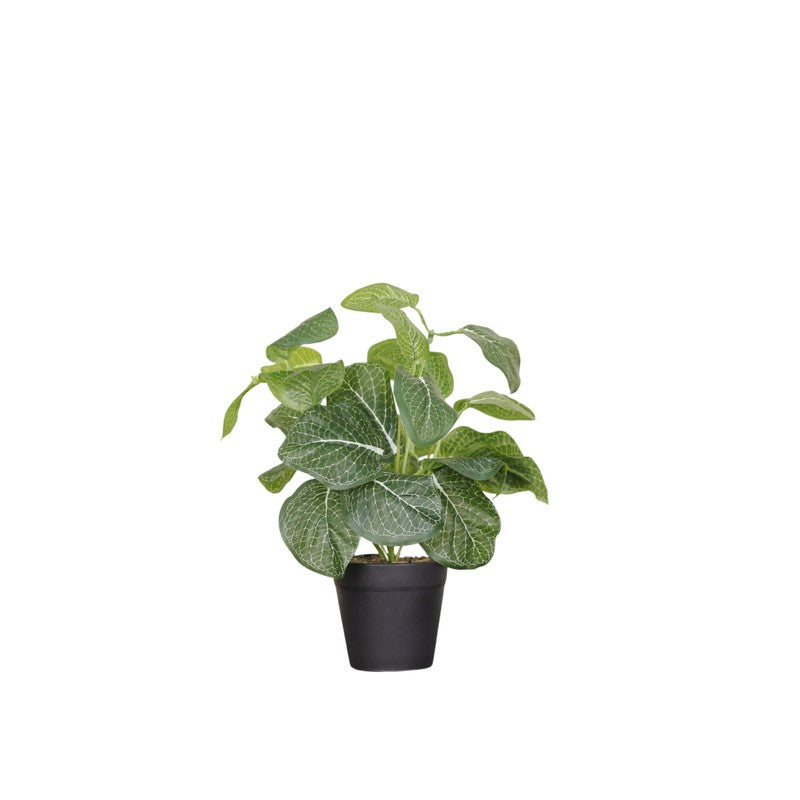 Artificial Fittonia Leaf Plant With Black Fiber Pot - 0.9 Feet media 4