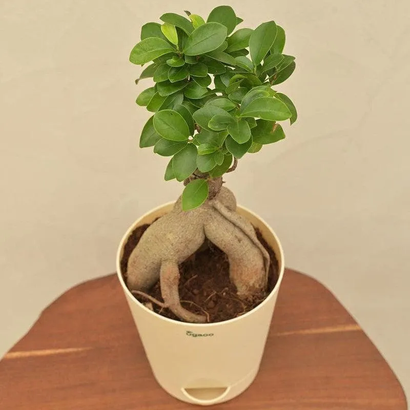 Ugaoo Ficus Bonsai Plant media 3