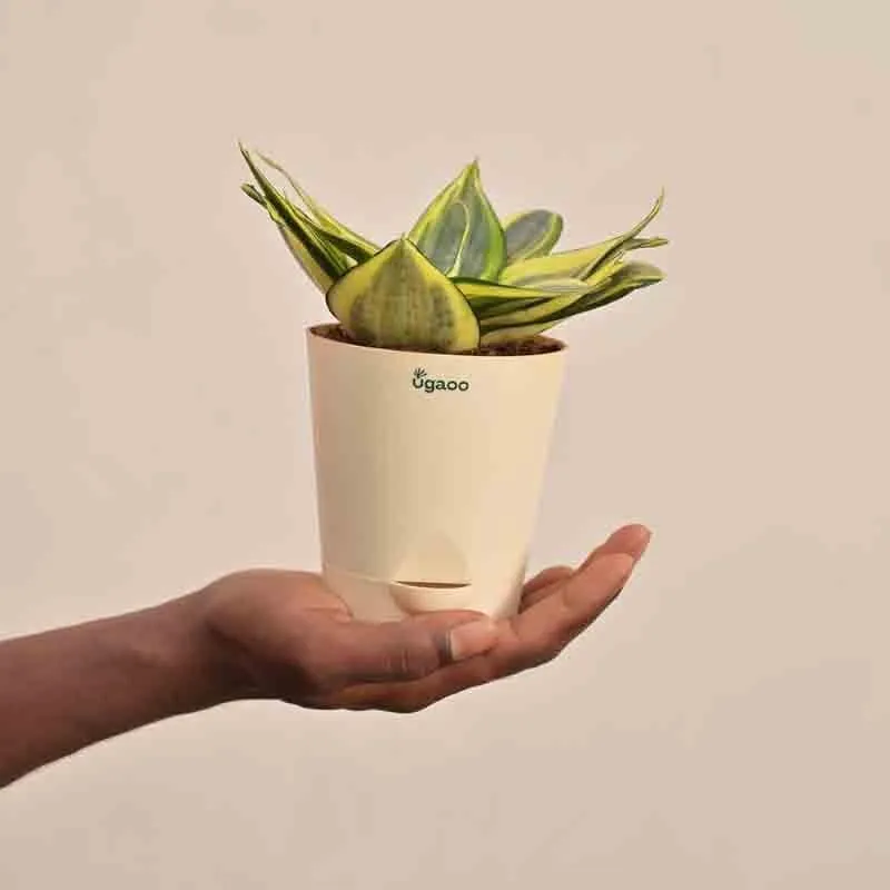 Ugaoo Snake Plant - Golden media 4