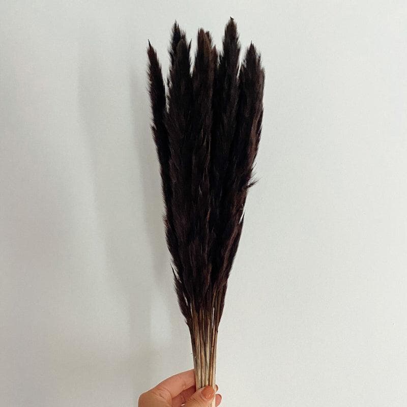 Mini Naturally Dried Pampas Stems (Black) - Set Of Ten media 4