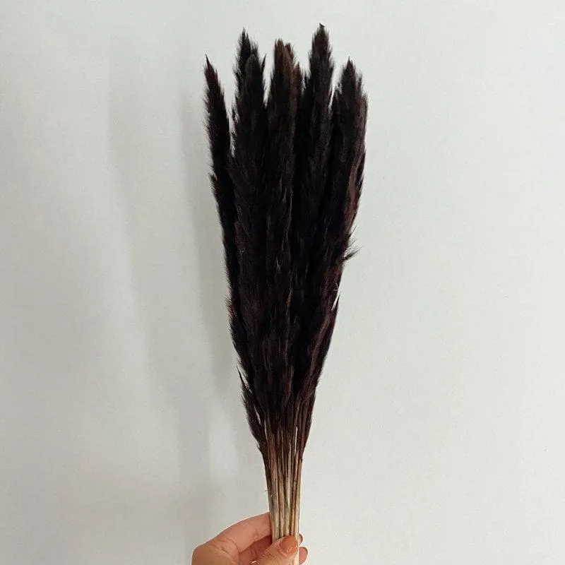 Mini Naturally Dried Pampas Stems (Black) - Set Of Ten media 4