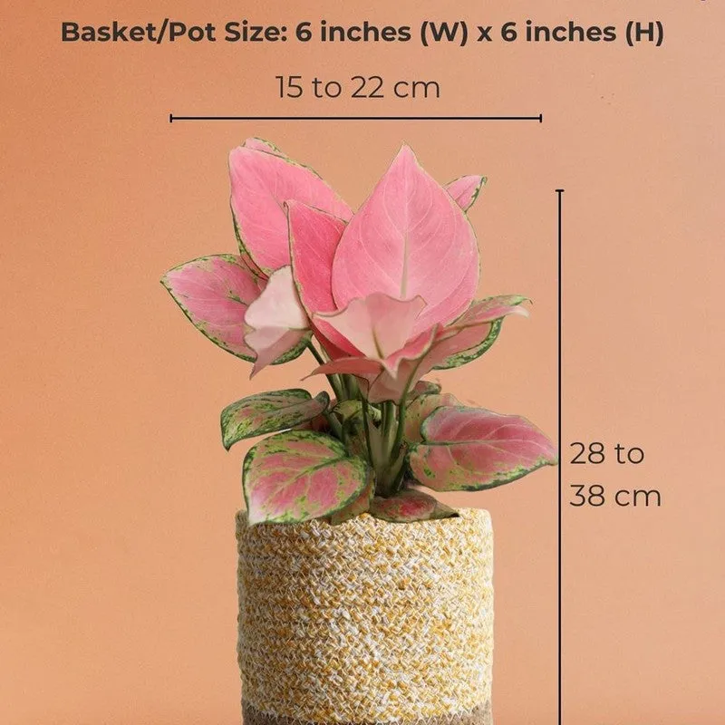 Greenkin Aglaonema Pink Live Plant with Jute Planter - Yellow media 10