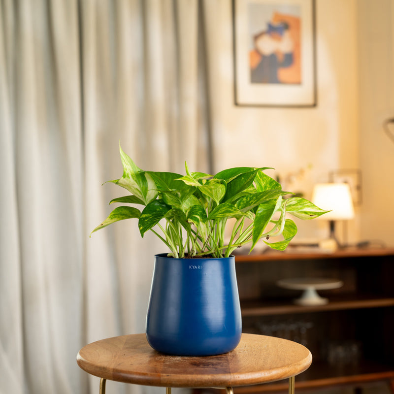 Kyari Money Plant Variegated With Metal Self Watering Pot - Blue