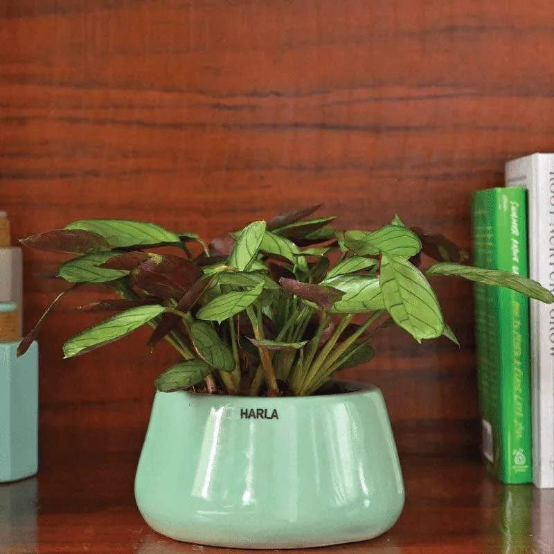 Ugaoo Tulip Fantasy Ceramic Planter (16 CM) - Aqua media 3