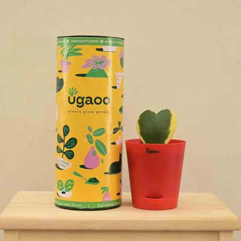Ugaoo Heart Hoya Plant - Variegated media 4